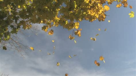Autumn Leaves Falling 1 Stock Footage Video 100 Royalty Free 97186