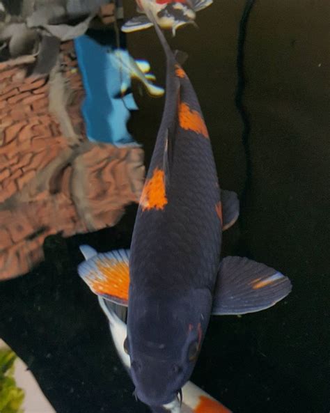 Pembuatan kolam ikan koi sederhana. Jual Ikan Koi di Bali - Jual Ikan Koi Kualitas Juara ...