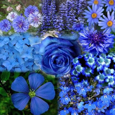 Wil je bijenplanten kopen die wat meer leven in je tuin brengen? Pin op Blue Flowers / Blauwe Bloemen