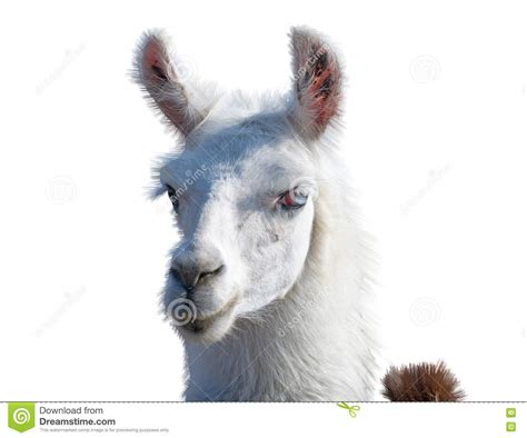 Beautiful Lama Portrait Stock Image Image Of Cling Farm 80058413