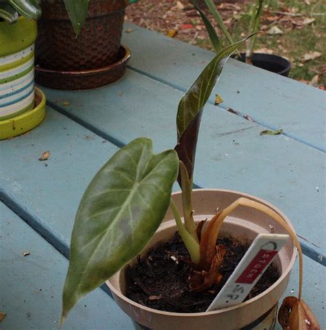 Yall know i need one of every alocasia. The Variegated Thumb: Alocasia appearing