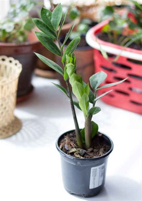 Growing lettuce needs full sun exposure for at least 6 h per day. Low-Light-Loving Houseplants That Can Survive in Sun ...