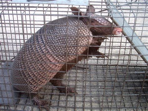 What Is The Best Bait To Trap An Armadillo