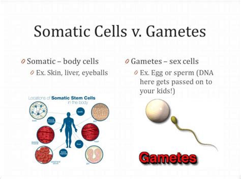 Somatic Cells Definition Examples Types Video Lesson Transcript My