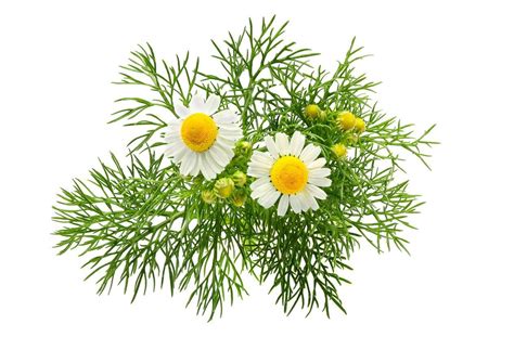 English Or German Chamomile Distinguishing Different Chamomile Types