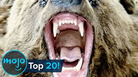 Top 20 Most Dangerous Animals In The World Top10 Chronicle