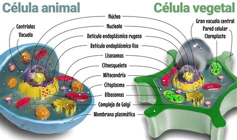 Desenho De Celula Animal E Vegetalcolorir Desenho De Celula Animal E