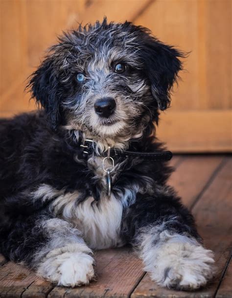 17 Hq Photos Available Aussiedoodle Puppies Near Me Our Aussiedoodle