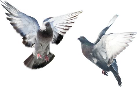 Columbidae Bird English Carrier Pigeon Bird Png Download 1508967