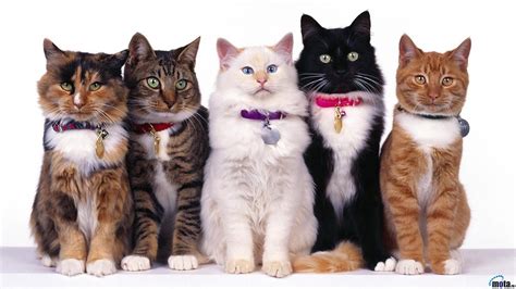 Смешные коты 26 Funny Cats Compilation Youtube
