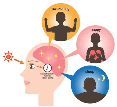 What Is Circadian Rhythm And Why Do You Need It The Sleep Judge