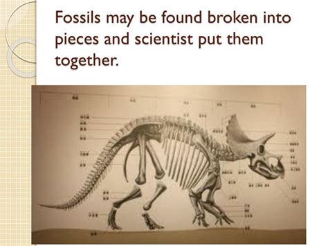 Ppt What Can We Learn From Fossils Powerpoint Presentation Free Download Id 2807071