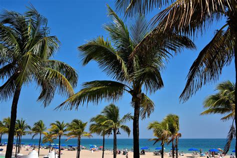 Palm Trees Along Beach In Fort Lauderdale Florida Encircle Photos