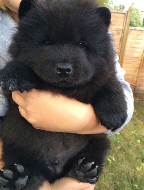 20 Dogs That Look Way Too Much Like Teddy Bears