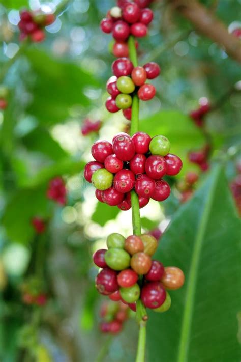 Fresh Organic Coffee Berries Cherries With Branch Over Coffee Tree