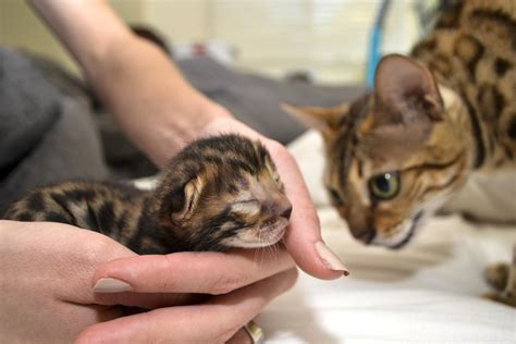 Choosing Your Bengal Cat Breeder The Bengal Connection