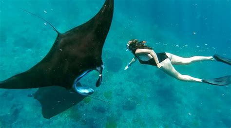 Bali Nusa Lembongan Manta Ray Snorkeling Bali Hotel Pickup Birdmi