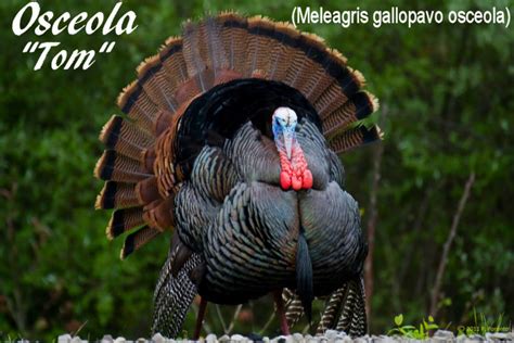 The Wild Turkey Subspecies In North America With Photos Owlcation