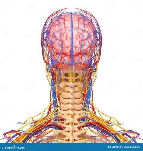 Male Head Nervous And Circulatory System In Gray Stock Illustration
