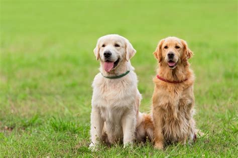 Chó Golden Retriever Đặc Điểm Nguồn Gốc Phân Loại And Giá Bán