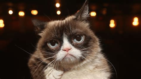 Grumpy Cat Permafrowning Internet Darling Dies At Age 7 Npr