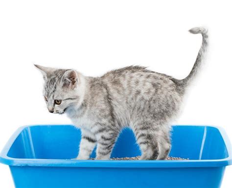 An intestinal parasitic infection occurs when a parasite enters a cat's system and takes up residence in the gastrointestinal (gi) tract. Home Remedies for Intestinal Parasites in Cats