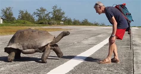 A Man Meets A Huge Tortoise And Then Finds Out In The Funniest Way