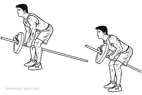Bent Over Two Arm Long Barbell Row Illustrated Exercise Guide