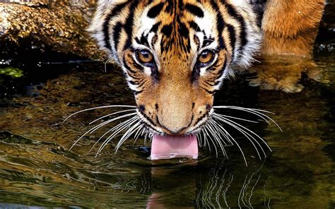 Wallpaper Of A Tiger Drinking Water Hd Animals Wallpapers
