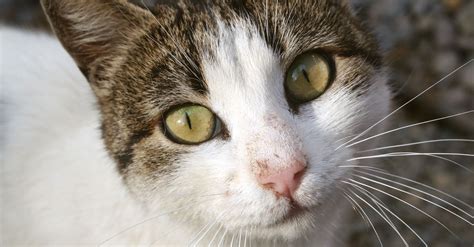 A Serial Cat Killer Has Mutilated At Least A Dozen Cats In Washington
