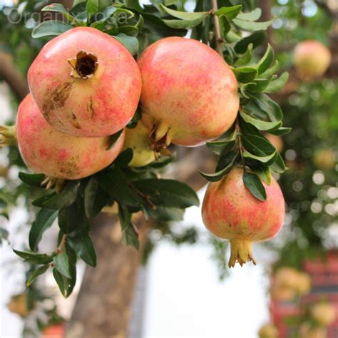 Red Kandhari Anar Pomegranate Hybrid Fruit Plant Organixrosa