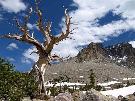 Great Basin National Park In Nevada Is A Hidden Gem Of The West