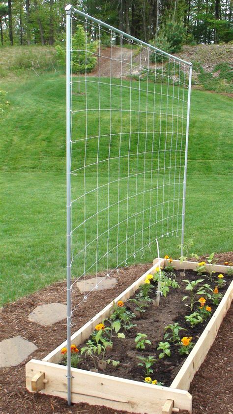 Wire Trellis For Your Vines Will Decorate The Walls In Your Garden With