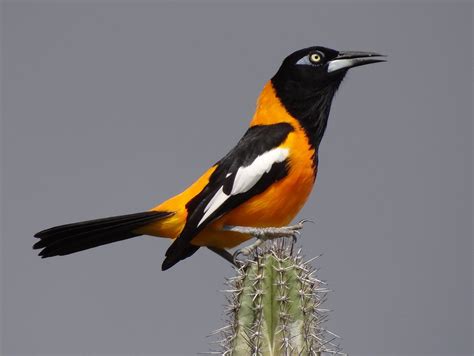 The Trupial Is A Bird That Is Common On The Caribbean Islands This
