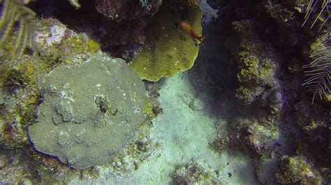 Grand Cayman Dive Dec Flickr