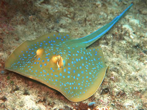 Stingray Ask Dan Is It Safe To Dive With Stingrays And Sea Urchins