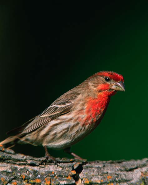 Male House Finch