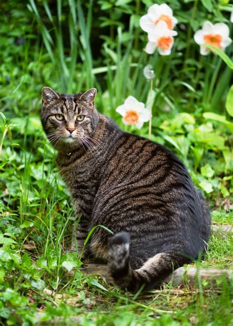 Cute Tabby Cat Sitting On A Step In A Country Cottage Spring Garden