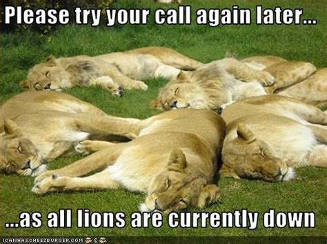 Pin By Alexander Doll On Laugh Funny Lion Funny Animals With