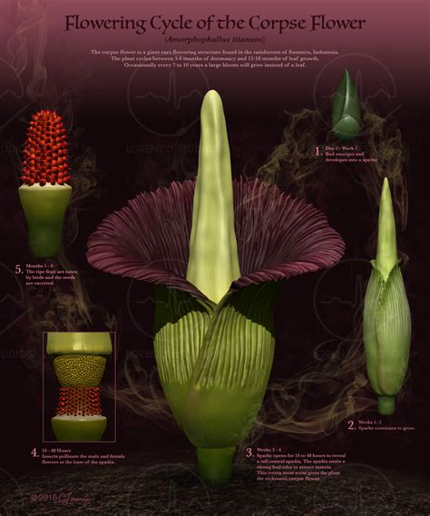 He has a missile that charges up each time a zombie in his lane is defeated. Corpse Flower Bloom Cycle - Best Flower Wallpaper