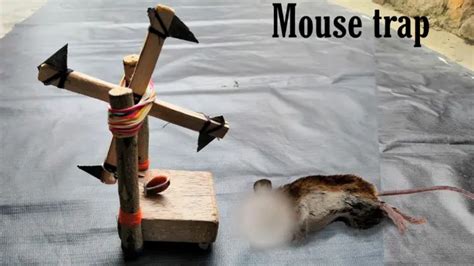 Best Homemade Mouse Trap Ideas That Really Work