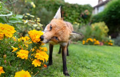 Smell Fox Stock Photos Pictures And Royalty Free Images Istock