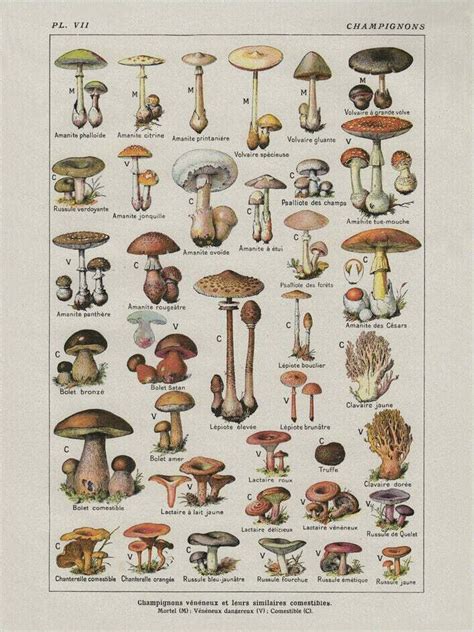 Poisonous Mushroom Poster