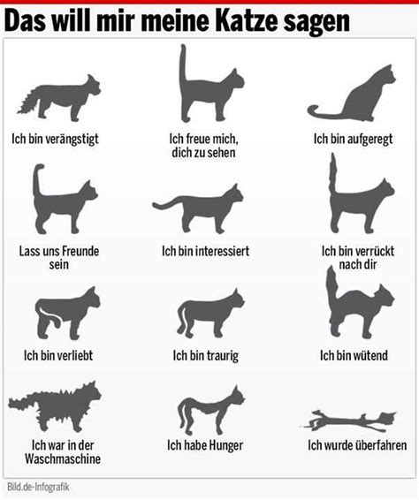 Körpersprache Welt Katzen Tag Katzen Katzen Sprache