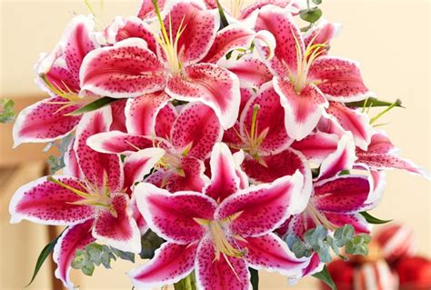 Stargazer Lily Albuquerque Florist