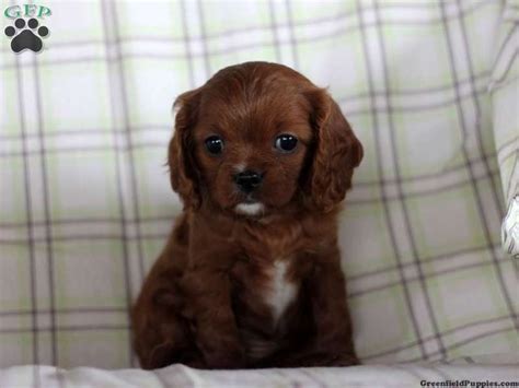 Puppies and dogs in pennsylvania. 21 best Cavapoo images on Pinterest | Cavapoo puppies for ...