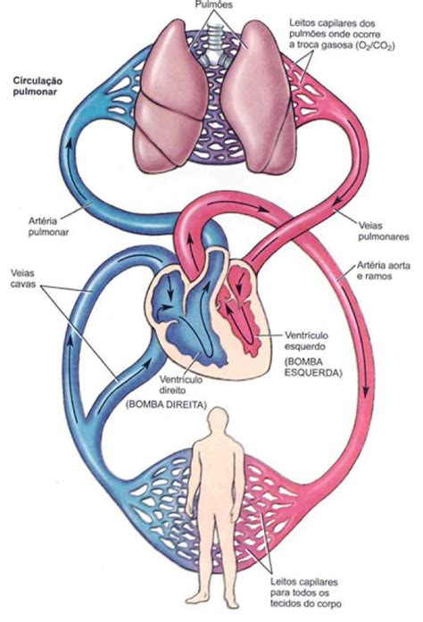 Sistema Circulatório Humano Tudo Sobre Circulação Órgãos E Mais
