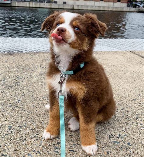 16 things you need to know about the toy australian shepherd 2022