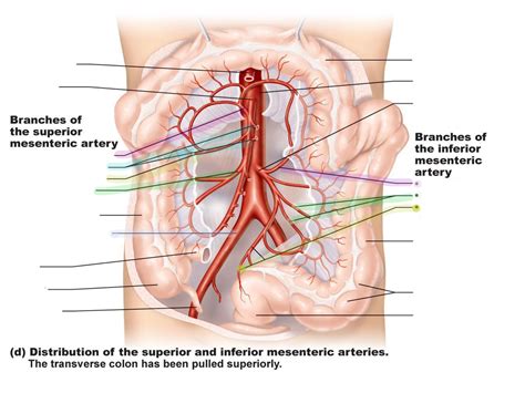 Distribution Of The Superior And Inferior Mesenteric Arteries Diagram
