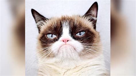 Internet Star Grumpy Cat Dies At Age Of Seven